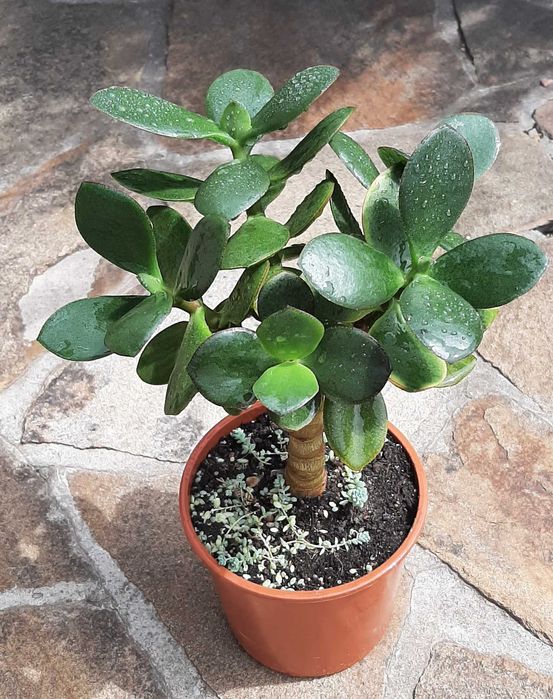 Красула Нишики Кагетсу