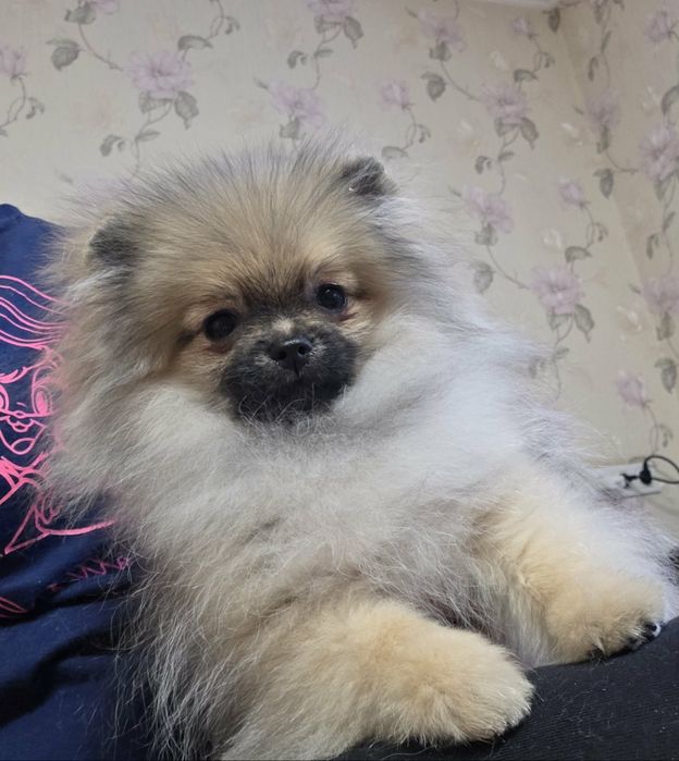 Супер пухнастики.