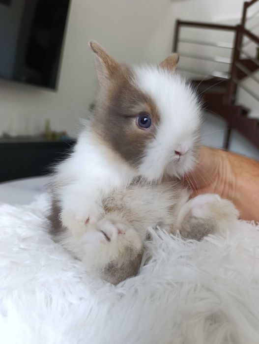 Mini lop karzełek Teddy hodowla