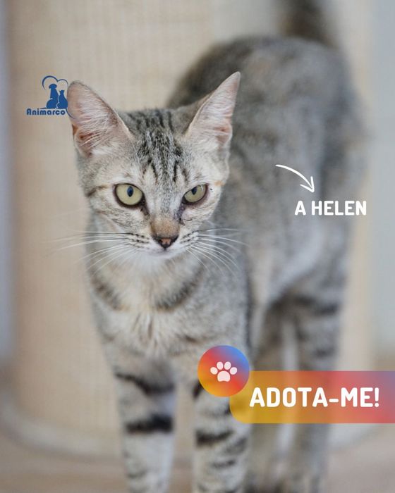 Helen - gata para adoção