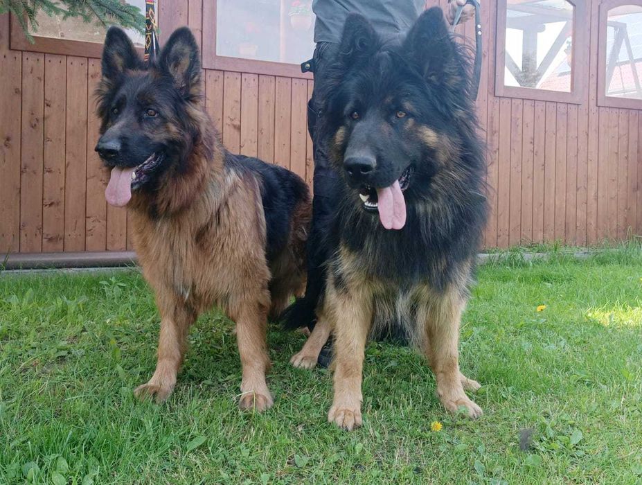 Owczarek niemiecki  długowłosy