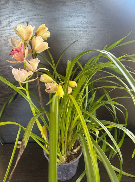 Продаж цимбідіум Cymbidium Lucky Rainbow ‘3 lips’