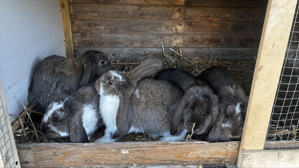 Kroliki barany francuskie