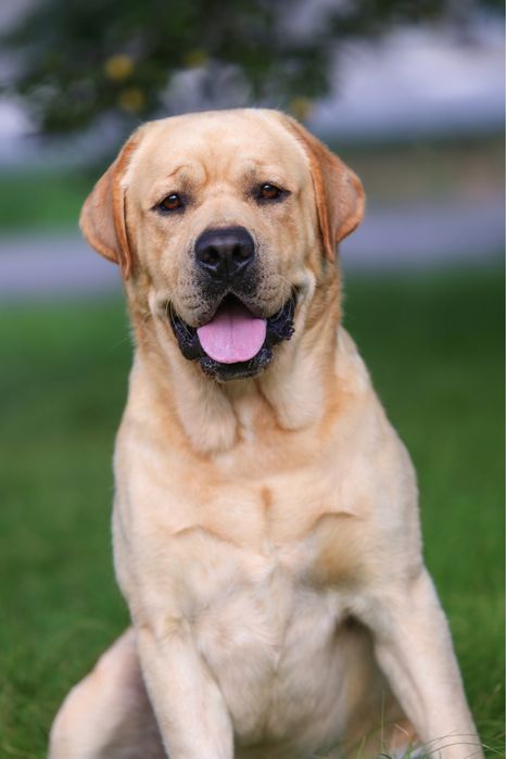 Кобель для в’язки.