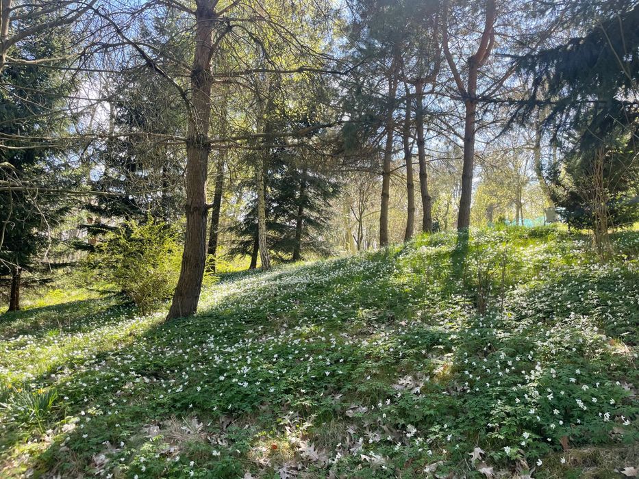 Dom wśród drzew/ziemia budowlana na Pogórzu Izerskim