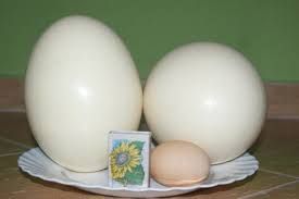 Strusie wydmuszki  pisanki jaja okazja decupage