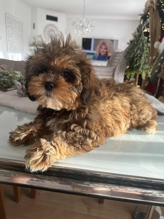 Piekna sunia Cavapoo F1