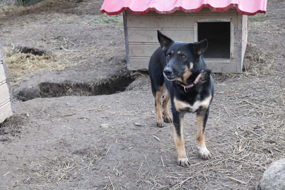 POLA- czarna suczka do adopcji
