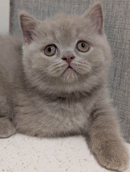 Шотландська дівчинка Ксена