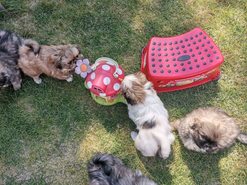 Pekińczyk Szczeniak  Nie Shih Tzu