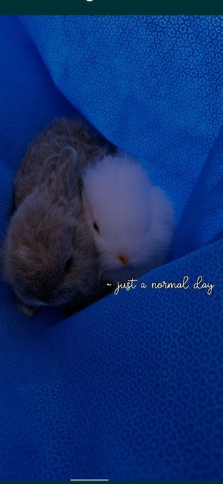 Coelhos Para doação