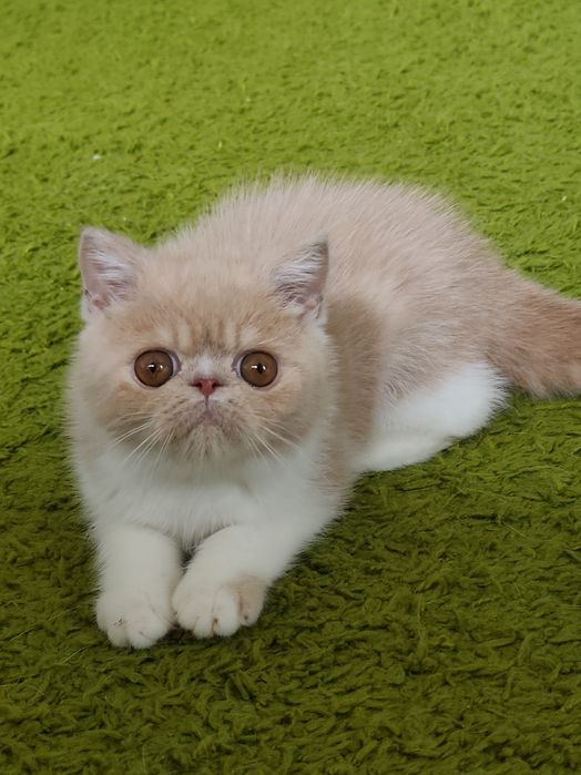 Екзотичний хлопчик