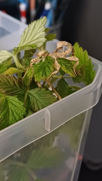 Straszyki australijskie (Extatosoma tiaratum) – zdrowe osobniki