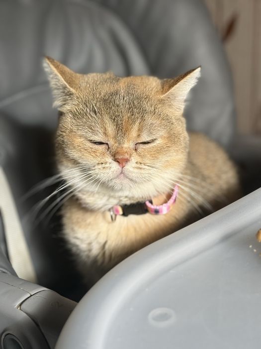 Золота шиншила  10 місяціа