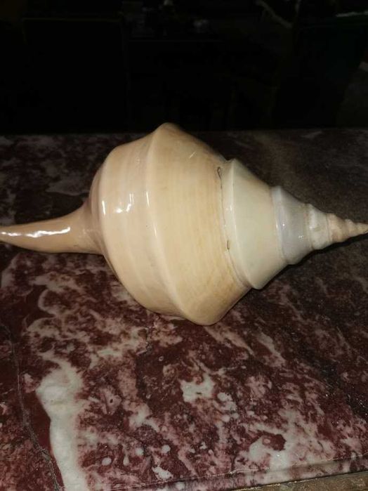 Búzios verdadeiros