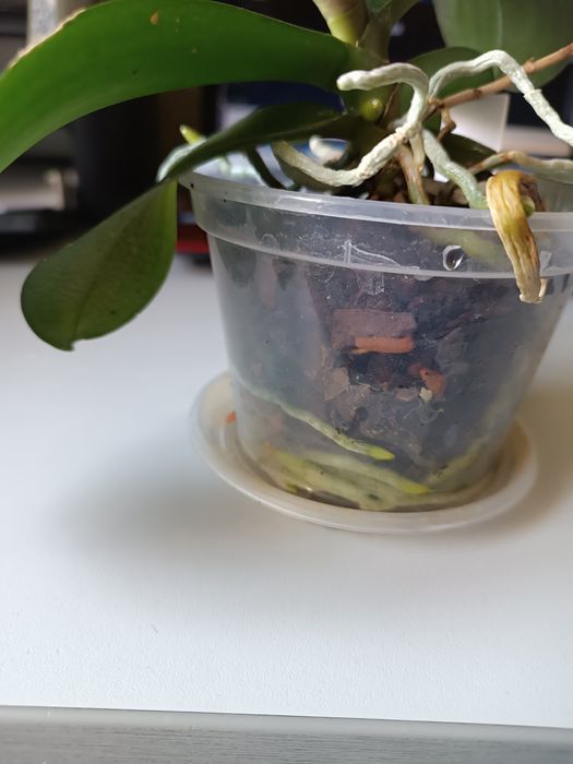 Продам орхідею, фаленопсис