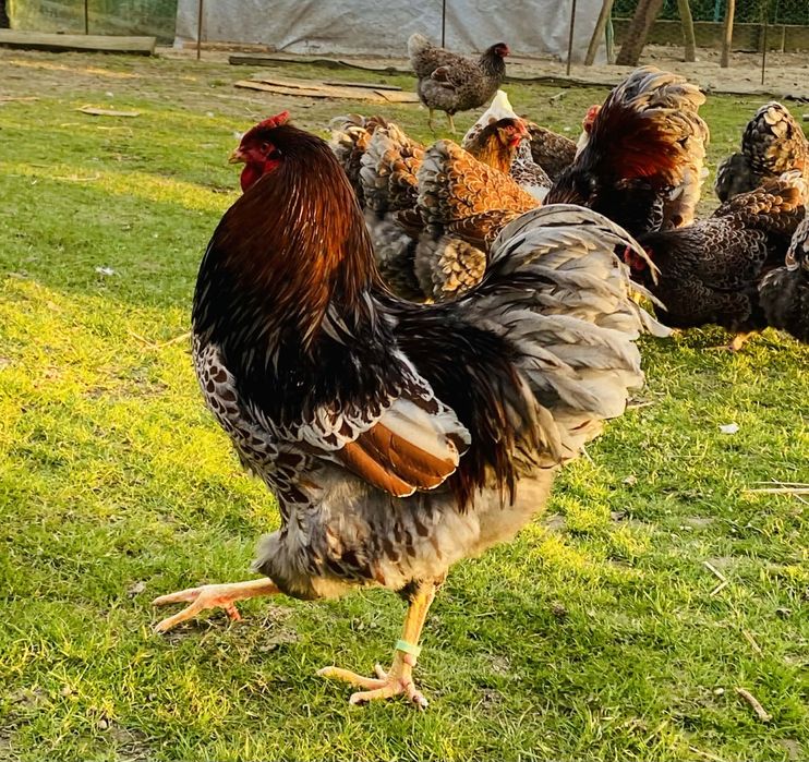Jajka lęgowe ayam cemani, wyandotte, bojowiec malajski