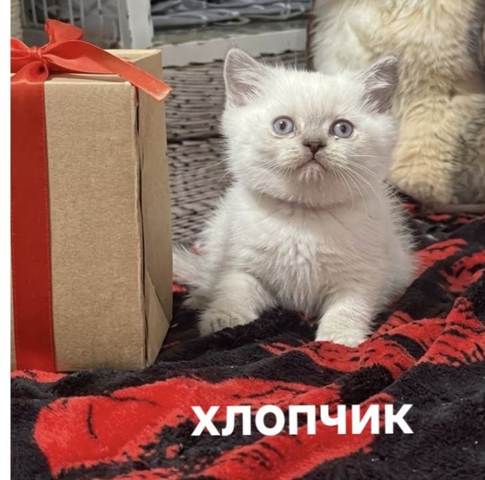 Висловухе кошеня