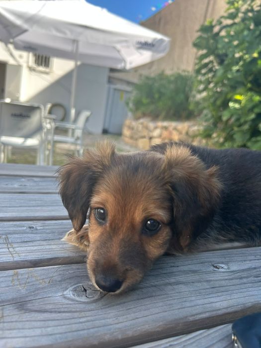 Duas manas bebés e lindas à procura de um lar definitivo!