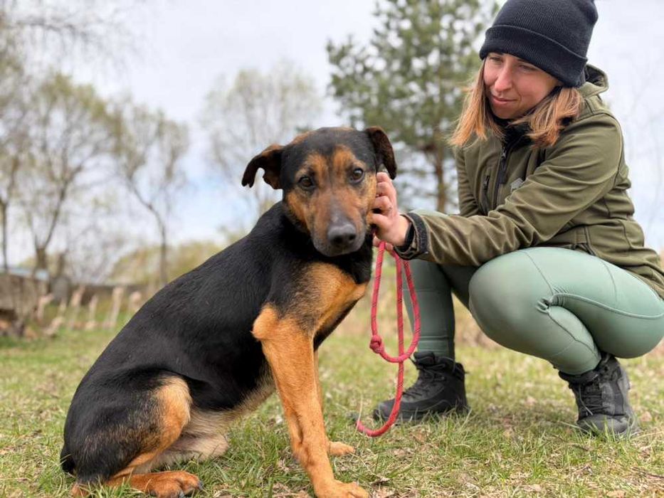 095810 Pluto do adopcji