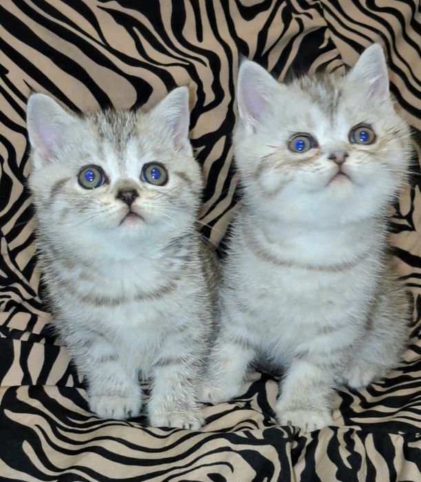 Шотландские прямоухие котята