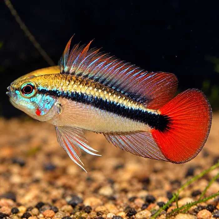 Apistogramma Pielęgniczka Rio Mamore. Cetarius