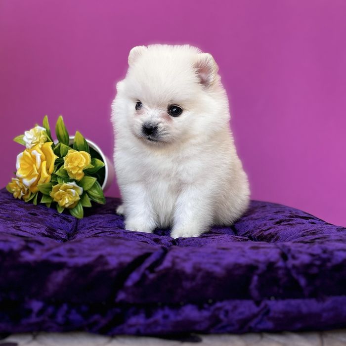 хлопчик шоу классу тип ведмедика