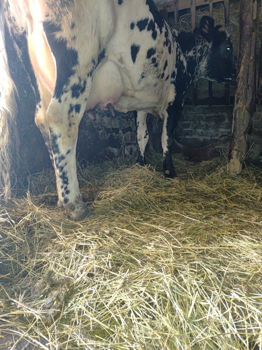 Продам 2 розтелені Корови.