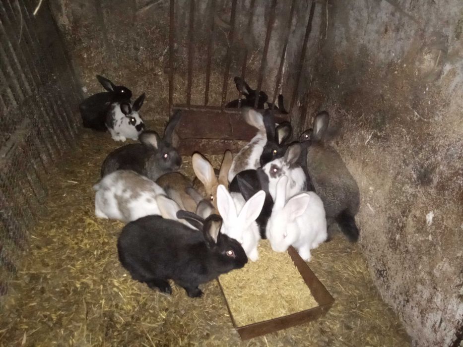 Króliki samce samice podrostki