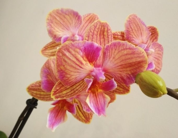 Орхидея фаленопсис
