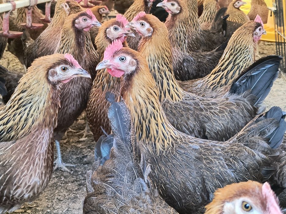 Zielononóżki kurki leghorn Rossa nioski  kokoszki