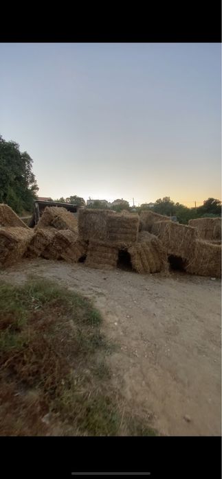 Fardos de feno nascidisso