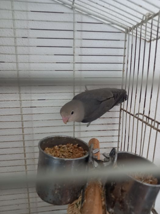 Agaponis criados a mão