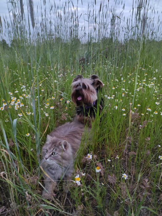 Вязка , случка Йорка