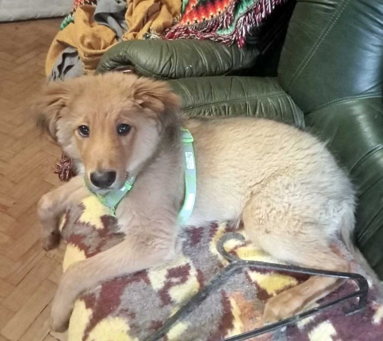 DOA-SE CÃO - Raçado de Golden Retreiver