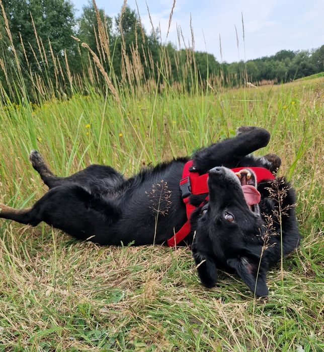 Uroczy czarnulek Hapsik czeka nom