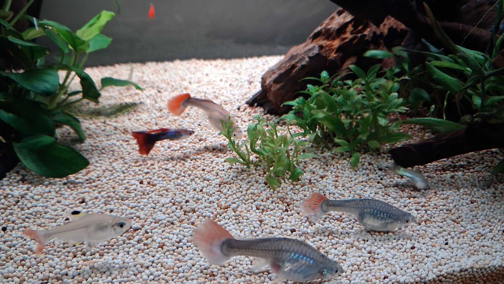 Guppys machos para venda