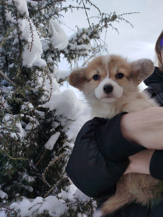 Вельш коргі малюки