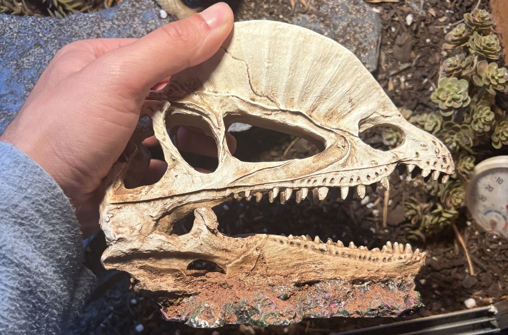 Caveira Dilofossauro para terrário/aquário