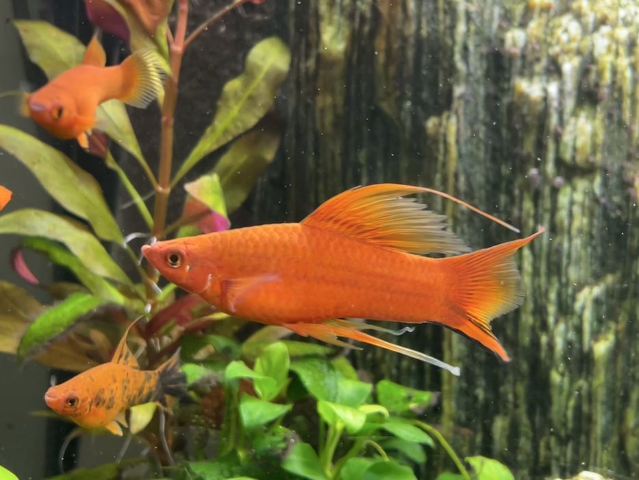 Mieczyk weloniasty LIRA - samce