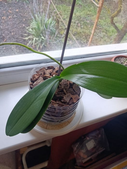 Продам орхідею біло-рожева