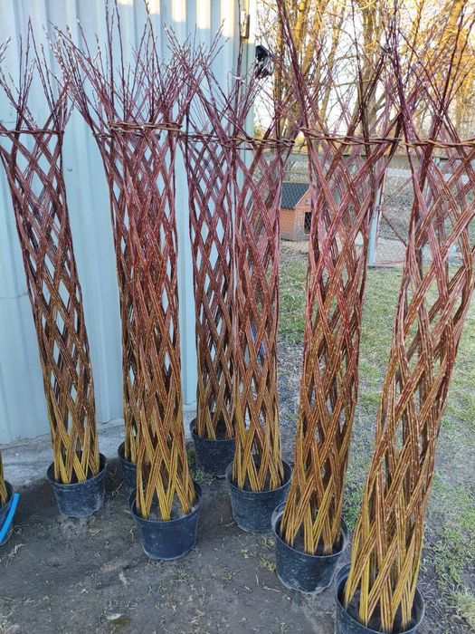 Wierzba pleciona Salix