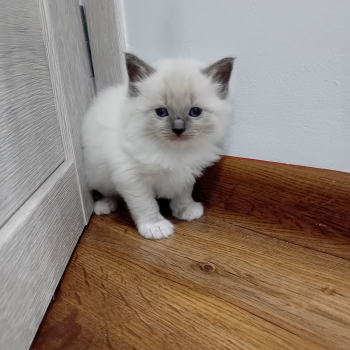 Kotka  Ragdoll z rodowodem