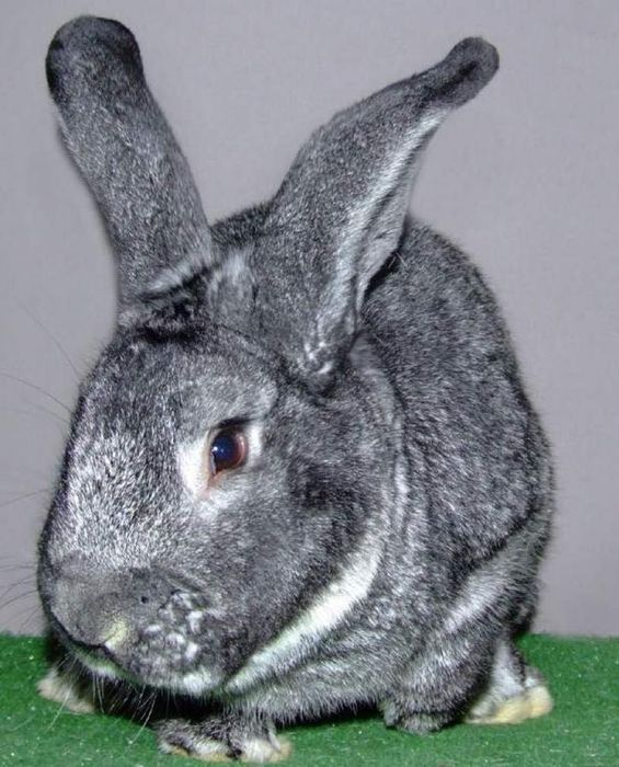 Кролі на розвід , порода: Шиншила, Барани