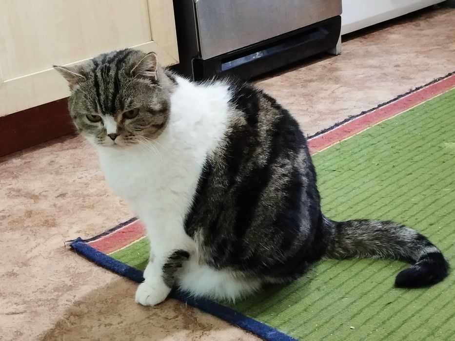 Шотландская прямоухая в добрые руки