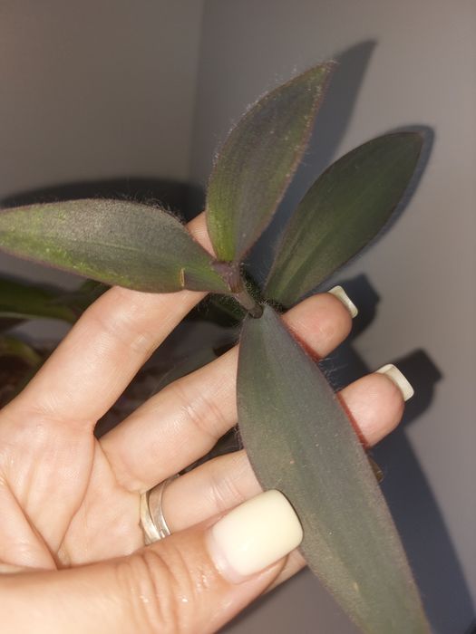 Традесканция бледная+Традесканция покрывальчатая (вазон)