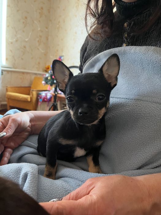 Продаж цуценят чихуа