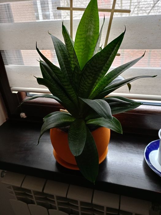 Ładny kwiat Sansewieria gwinejska.