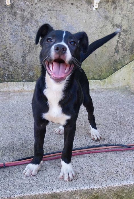 Femea com 3 meses porte medio - adocao responsável