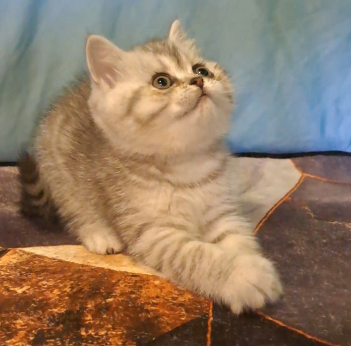 Чистокровная шотландская кошечка.
